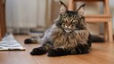 Maine Coon: Katze auf dem Boden