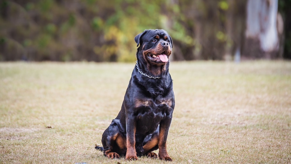 Rottweiler