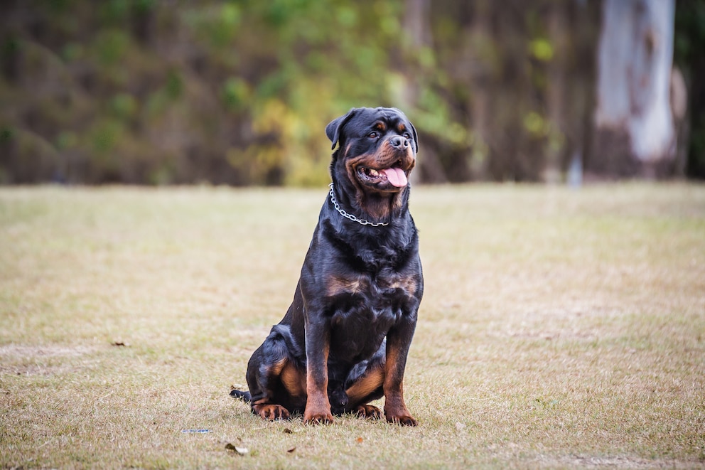 Rottweiler