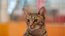 Eine Ocicat schaut entspannt leicht zur Seite