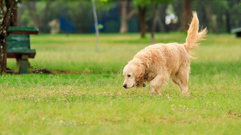 Ein Hund schnüffelt auf dem Boden, Giftköder töten viele Hunde jährlich