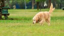 Ein Hund schnüffelt auf dem Boden, Giftköder töten viele Hunde jährlich