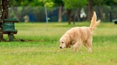 Ein Hund schnüffelt auf dem Boden, Giftköder töten viele Hunde jährlich