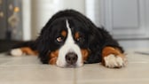 Berner Sennenhund