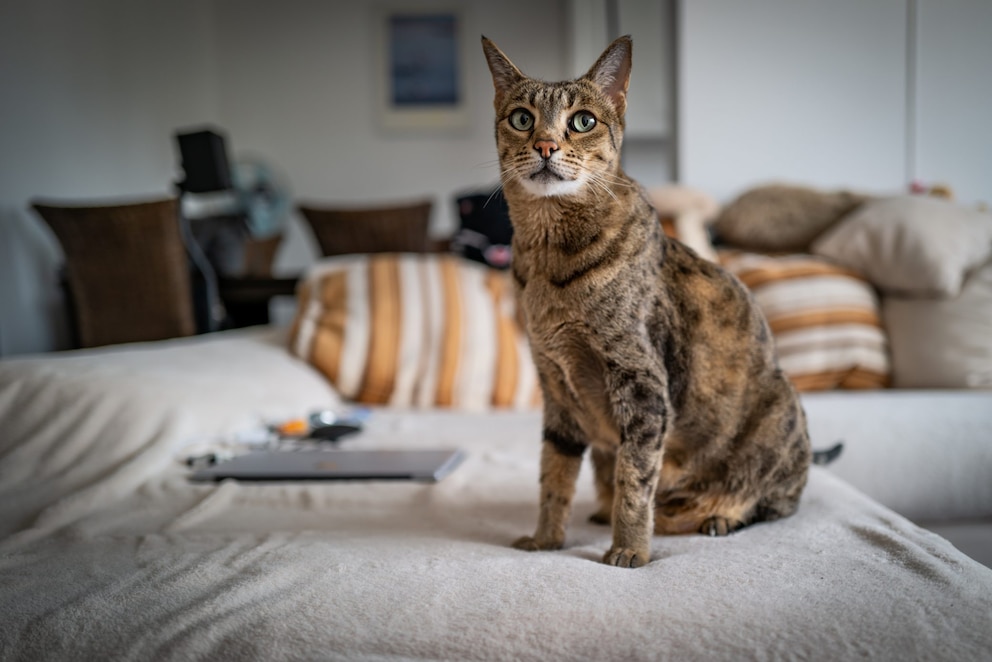 Savannah-Katze auf dem Bett