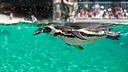 Ein Pinguin schwimmt durch ein Becken im Zoo