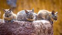 Drei Degus auf einem Stein