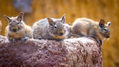 Drei Degus auf einem Stein