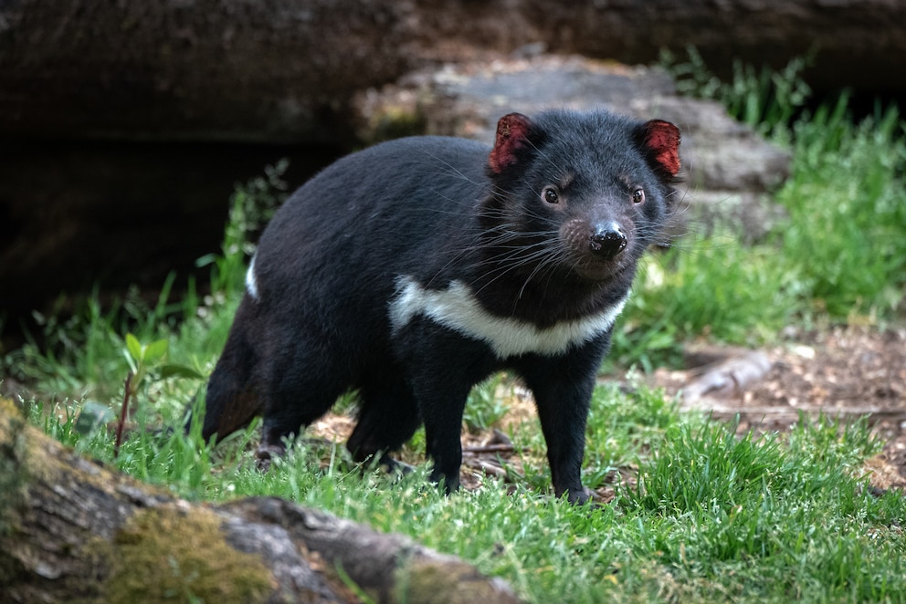 Tasmanischer Teufel in Australiens Tierwelt