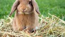 Ein Kaninchen lässt seine Ohren hängen