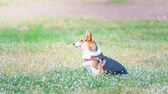 Ein Corgi mit der Fellzeichnung eines Schäferhundes sitzt auf einer Wiese