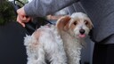 Ein Pudel beim Hundefriseur