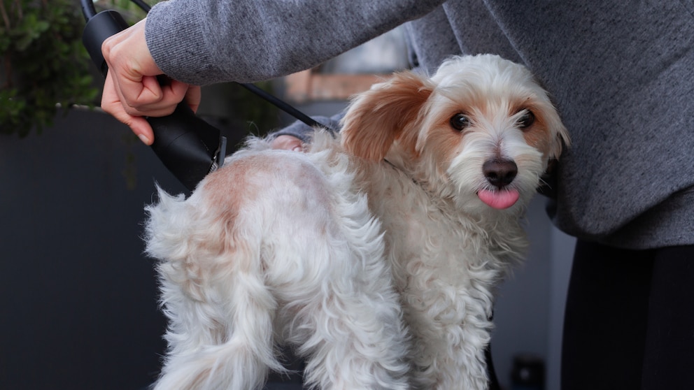 Ein Pudel beim Hundefriseur