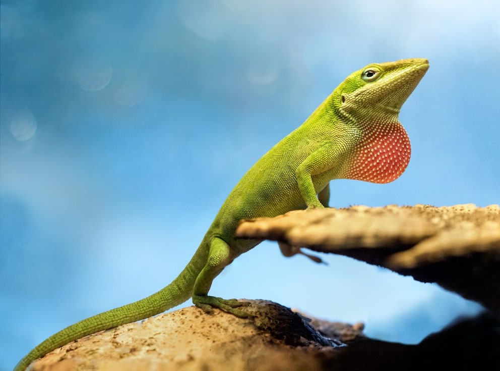 Anolis PETBOOK