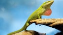Anolis