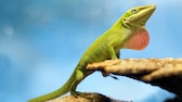 Anolis