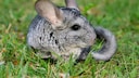 Chinchilla im Gras