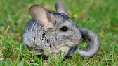 Chinchilla im Gras