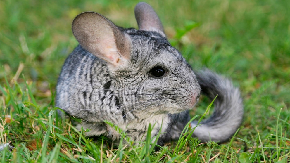 Chinchilla im Gras