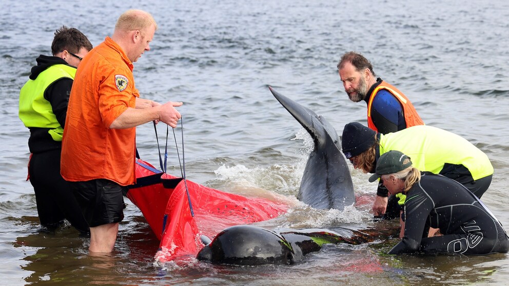 Rettungsaktion für gestrandete Wale in Tasmanien