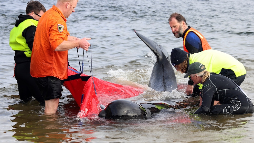 Rettungsaktion für gestrandete Wale in Tasmanien