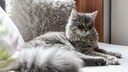 Katze: Deutsch Langhaar