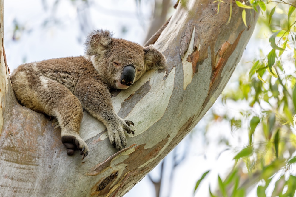 Australien Tierwelt Koala