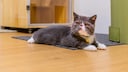 Eine Exotic Shorthair Katze liegt entspannt auf dem Boden