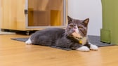 Eine Exotic Shorthair Katze liegt entspannt auf dem Boden