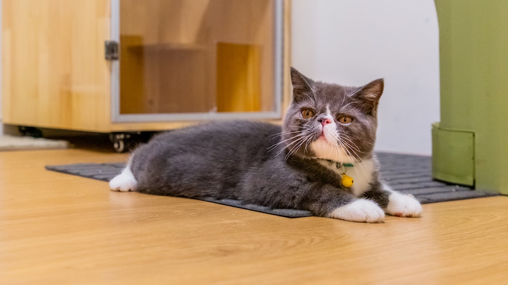 Eine Exotic Shorthair Katze liegt entspannt auf dem Boden