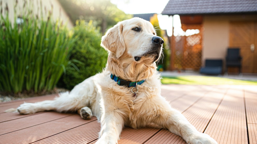 Golden Retriever