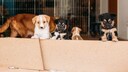 Welpen im Tierheim schauen über eine Absperrung