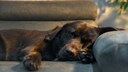 Ein schlafender Hund auf dem Sofa, CBD-Öl kann Haustieren helfen, zu entspannen