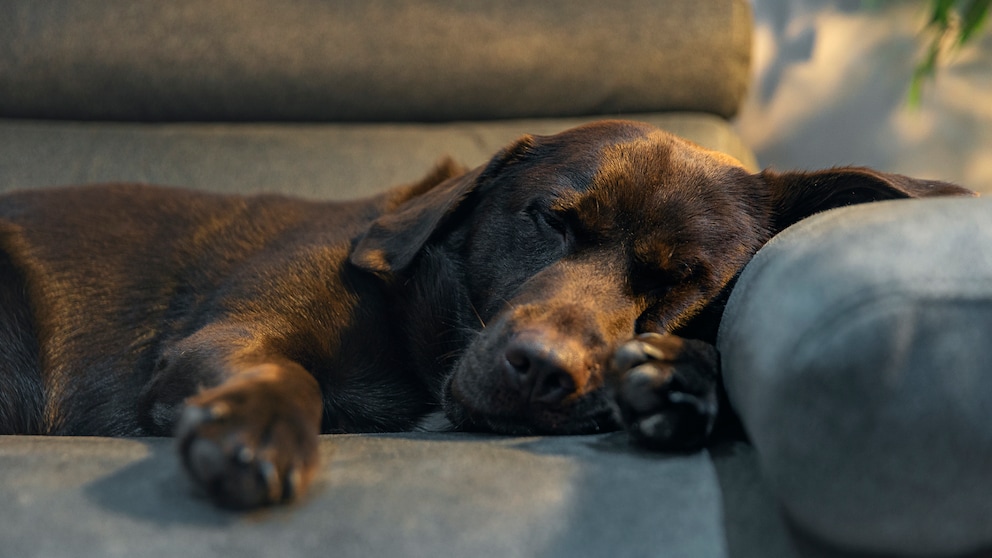 Ein schlafender Hund auf dem Sofa, CBD-Öl kann Haustieren helfen, zu entspannen