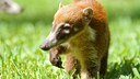 Ein junger Roter Nasenbär läuft über das Gras