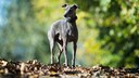 Italian Greyhound