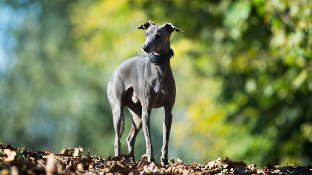 Italian Greyhound