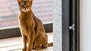 Eine Abessinier Katze sitzt auf dem Balkon