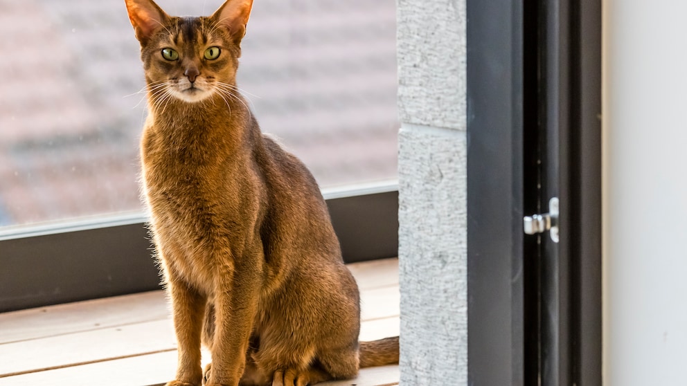 Eine Abessinier Katze sitzt auf dem Balkon