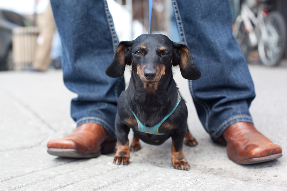 Auch den Hund zwischen die Beine zu führen, ist eine amüsante Übung