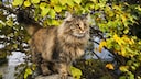 Norwegische Waldkatze mit einem Baum