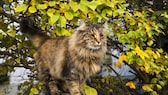 Norwegische Waldkatze mit einem Baum