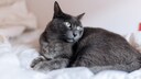 Russisch Blau-Katze auf dem Bett liegend