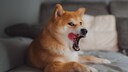 Ein Shiba-Inu leckt sich mit der Zunge auffällig über den Mundwinkel