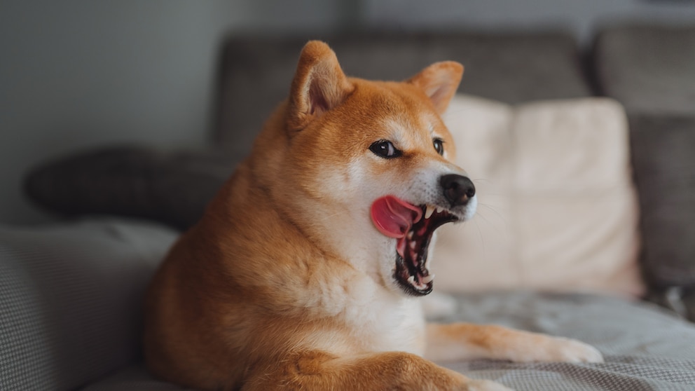 Ein Shiba-Inu leckt sich mit der Zunge auffällig über den Mundwinkel