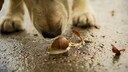 Lungenwürmer bei Hund und Katze können Schnecken übertragen, Hund schnüffelt an Schnecke auf Boden