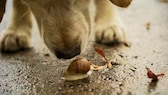 Lungenwürmer bei Hund und Katze können Schnecken übertragen, Hund schnüffelt an Schnecke auf Boden