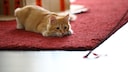 Eine Katze drückt sich auf den Boden und will spielerisch angreifen