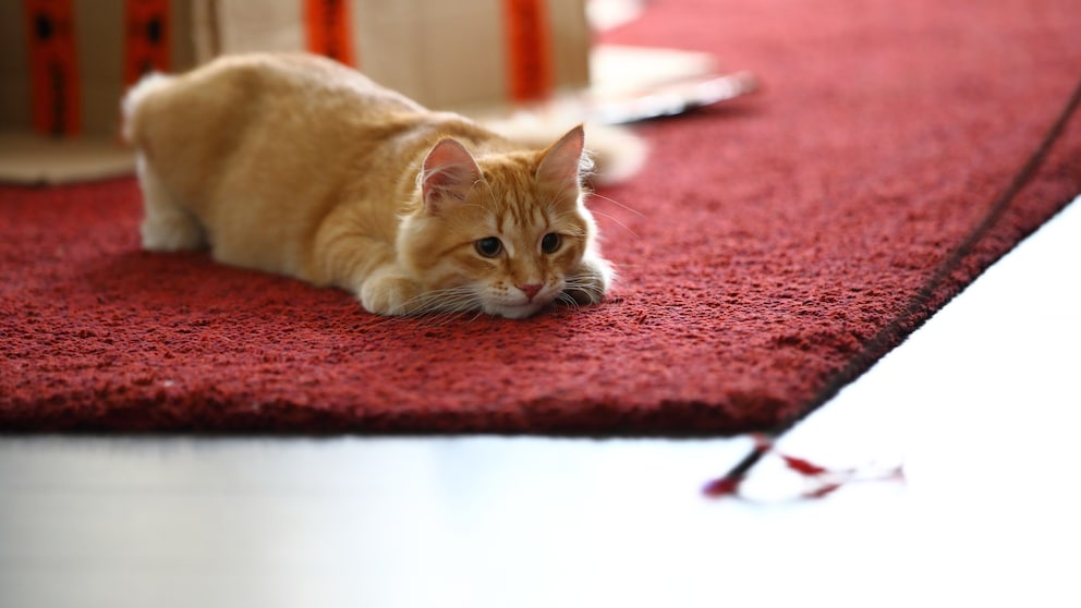 Eine Katze drückt sich auf den Boden und will spielerisch angreifen