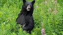 Ein amerikanischer Schwarzbär richtet sich im hohen Gras auf